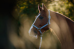 Hanoverian Portrait