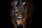 Hanoverian Portrait