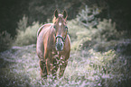 Hanoverian Portrait