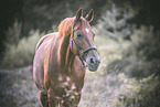 Hanoverian Portrait