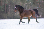 Hanoverian in winter