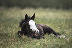 Hanoverian Foal