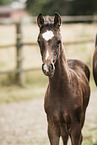 Hanoverian foal