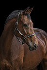 Hanoverian