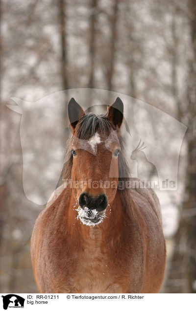 Kaltblut im Portrait / big horse / RR-01211