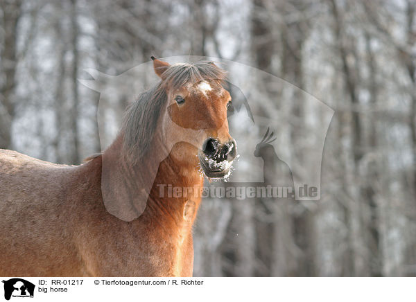 Kaltblut im Portrait / big horse / RR-01217