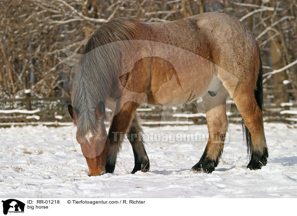 Kaltblut / big horse / RR-01218