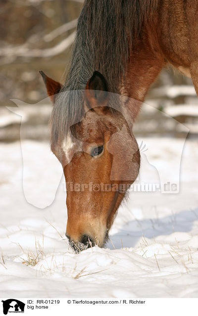 Kaltblut im Portrait / big horse / RR-01219