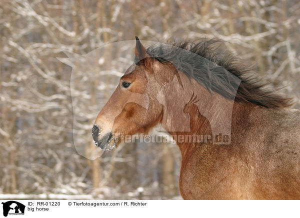 Kaltblut im Portrait / big horse / RR-01220