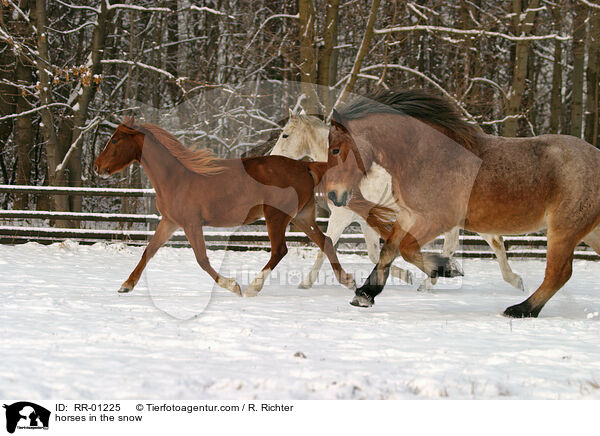 Pferde im Schnee / horses in the snow / RR-01225