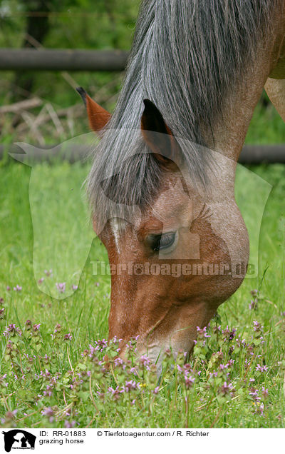 Kaltblut beim grasen / grazing horse / RR-01883