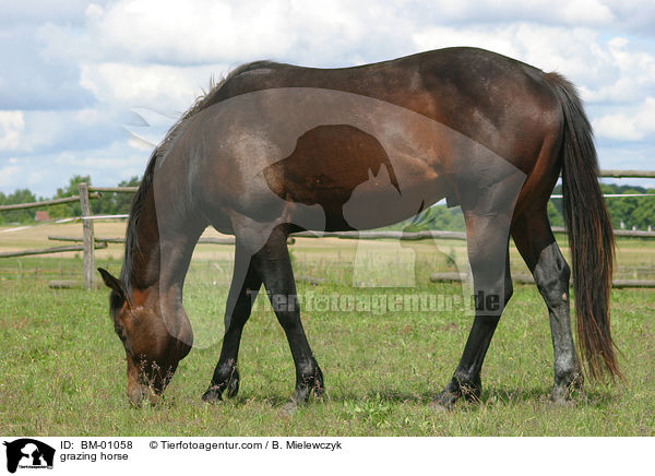 grasendes Pferd / grazing horse / BM-01058