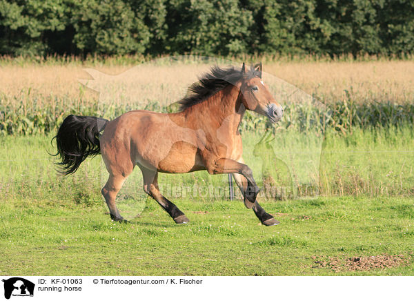 rennendes Pferd / running horse / KF-01063