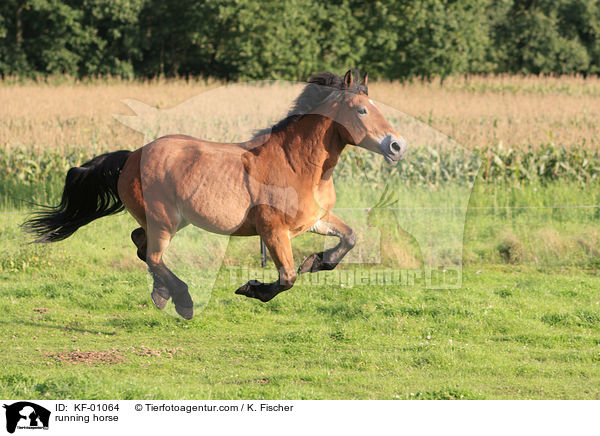 rennendes Pferd / running horse / KF-01064