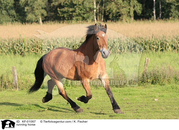 rennendes Pferd / running horse / KF-01067