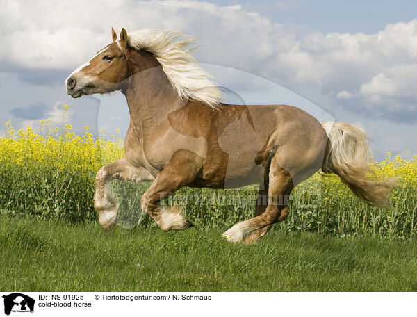 cold-blood horse / NS-01925