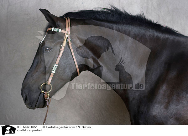 Kaltblut Portrait / coldblood portrait / NN-01651