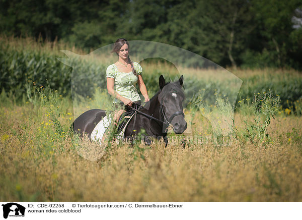 Frau reitet Kaltblut / woman rides coldblood / CDE-02258