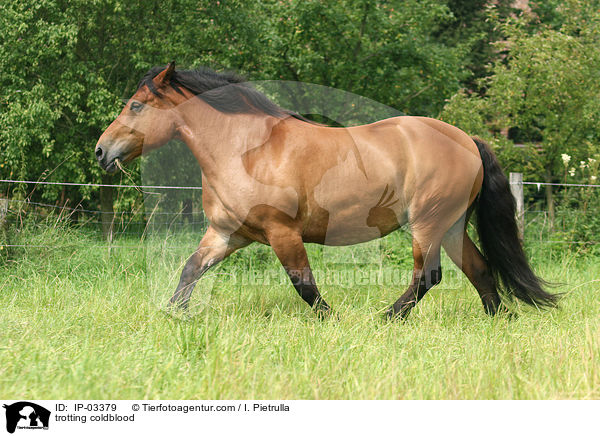 trabender Kaltblut / trotting coldblood / IP-03379
