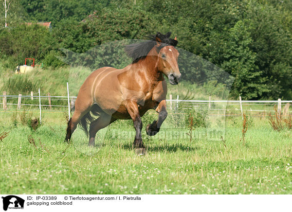 galoppierender Kaltblut / galopping coldblood / IP-03389