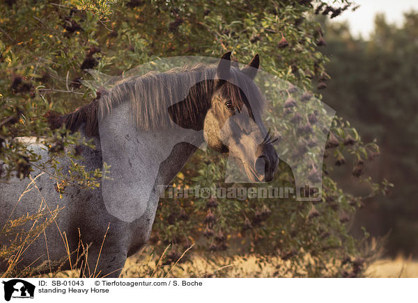 stehendes Kaltblut / standing Heavy Horse / SB-01043