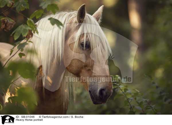 Kaltblut Portrait / Heavy Horse portrait / SB-01046