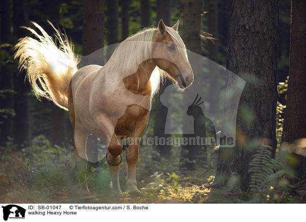 gehender Kaltblut / walking Heavy Horse / SB-01047
