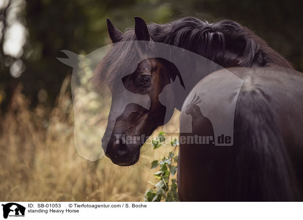 stehendes Kaltblut / standing Heavy Horse / SB-01053