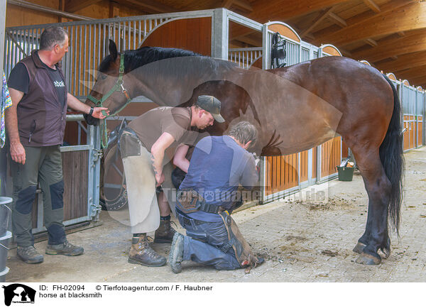 Pferd beim Schmied / horse at blacksmith / FH-02094