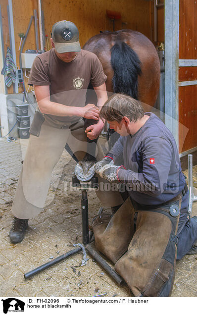 horse at blacksmith / FH-02096