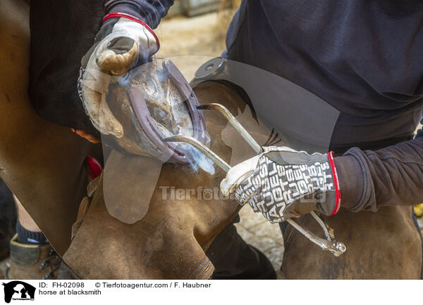 horse at blacksmith / FH-02098