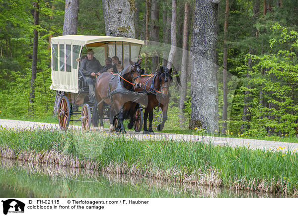 Kaltblter vor der Kutsche / coldbloods in front of the carriage / FH-02115