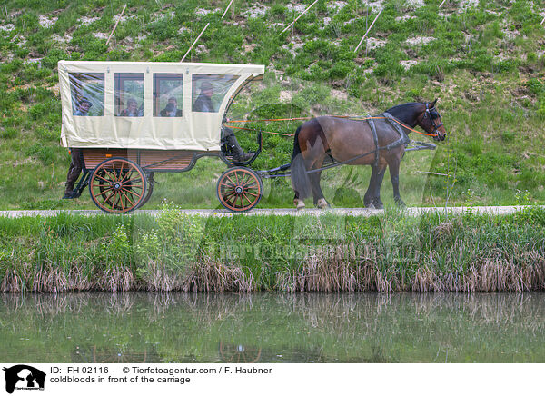 Kaltblter vor der Kutsche / coldbloods in front of the carriage / FH-02116