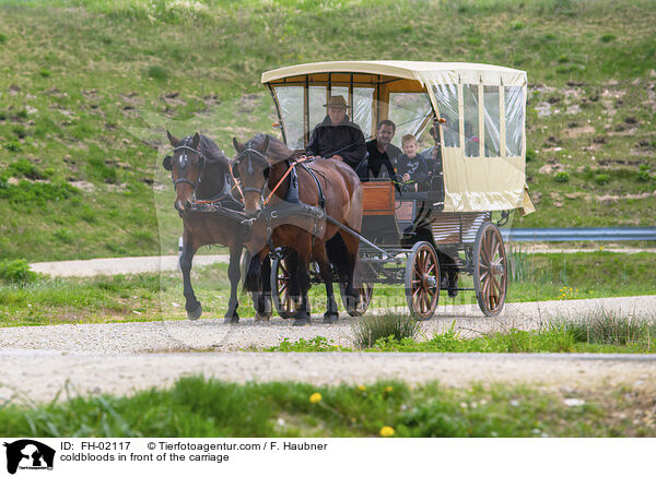 Kaltblter vor der Kutsche / coldbloods in front of the carriage / FH-02117