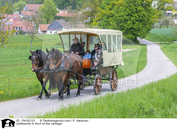 Kaltblter vor der Kutsche / coldbloods in front of the carriage / FH-02121