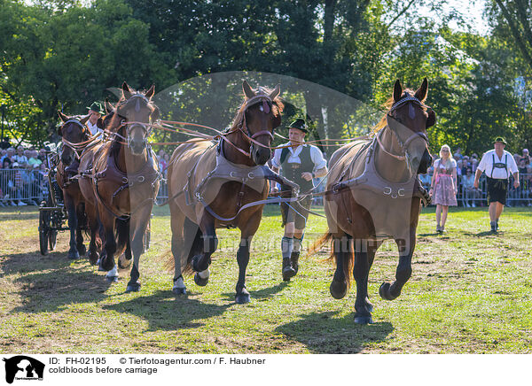 Kaltblter vor Kutsche / coldbloods before carriage / FH-02195