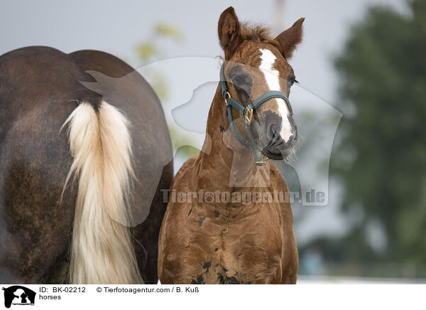 Pferde / horses / BK-02212