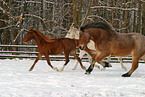 horses in the snow