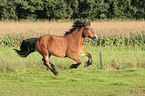 running horse