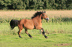 running horse