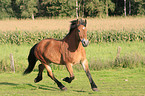 running horse