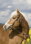 cold-blood horse