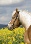 cold-blood horse