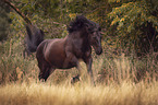 galloping Heavy Horse