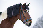 Heavy Horse portrait