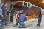 horse at blacksmith