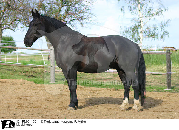 black horse / PM-01192