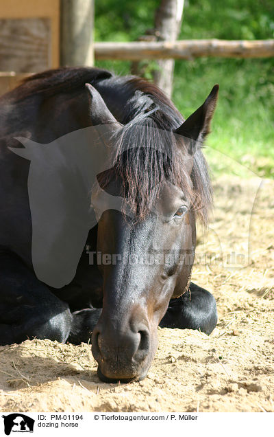 ruhendes Pferd / dozing horse / PM-01194