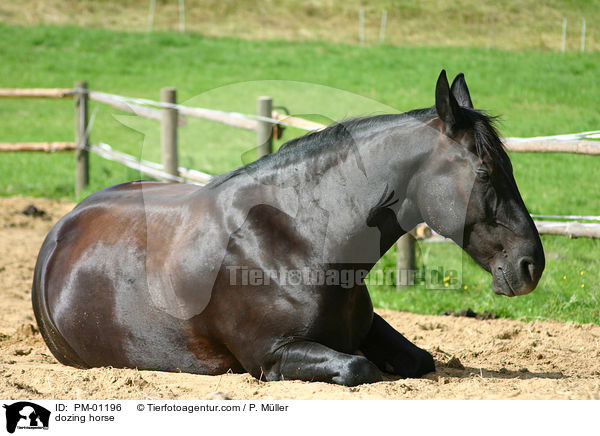 ruhendes Pferd / dozing horse / PM-01196