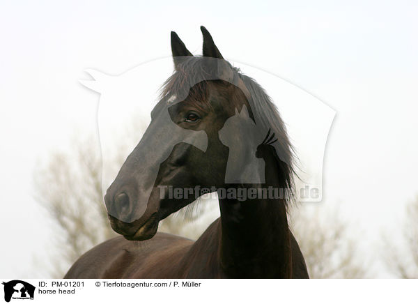 Schweres Warmblut Portrait / horse head / PM-01201